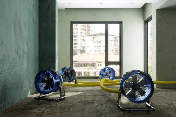 Best Basement water damage restoration  in San Carlos, AZ